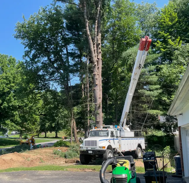 All Things Tree Service — customer photo 7