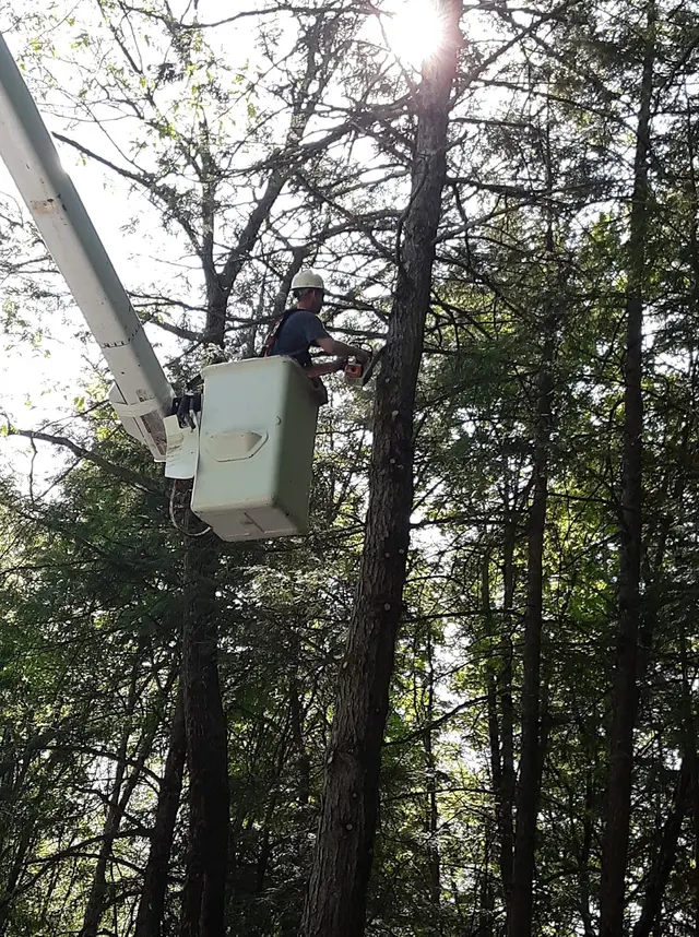 All Things Tree Service — photo from the business 9