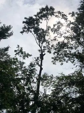 All Things Tree Service — photo from the business 8