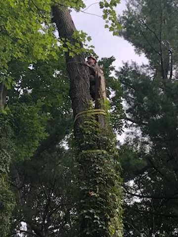 All Things Tree Service — photo from the business 11