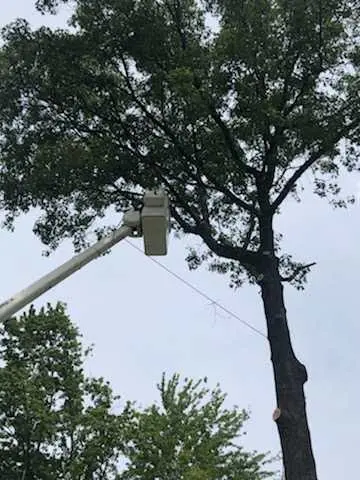 All Things Tree Service — photo from the business 1