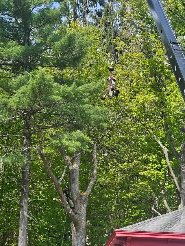 Sevenzocks Property Maintenance and Landscaping Inc — customer photo 6