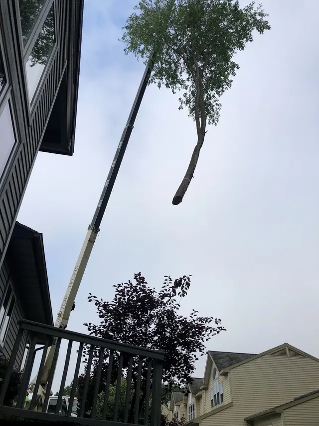 Tree Top Techs, LLC — customer photo 4