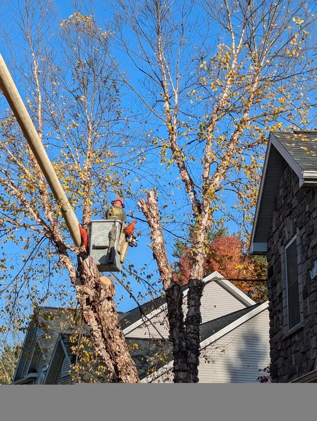 J - B Tree Specialist LLC — customer photo 1