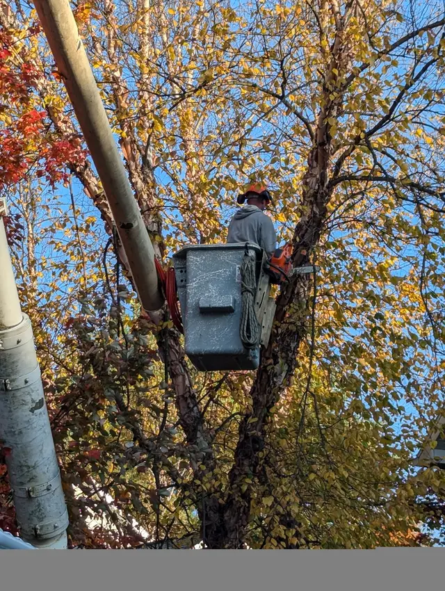J - B Tree Specialist LLC — customer photo 4