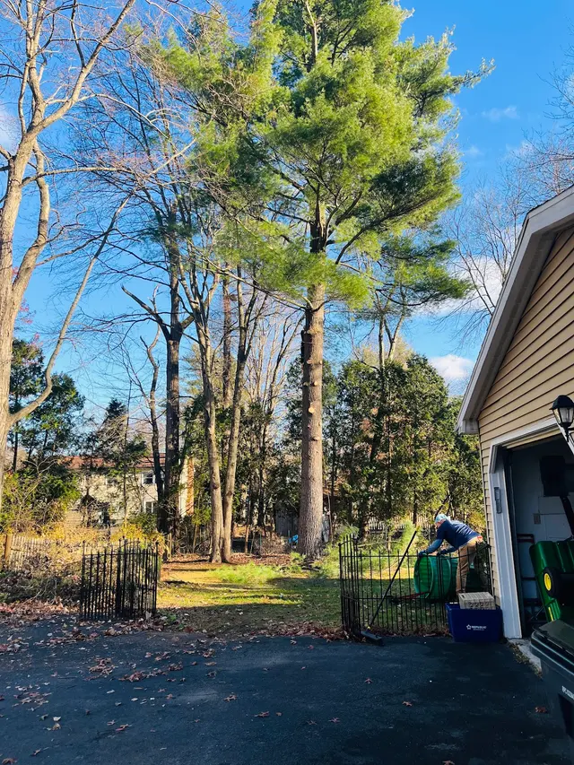 Allen's Tree & Fence — customer photo 1