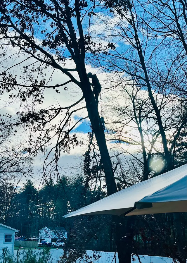 Allen's Tree & Fence — customer photo 8