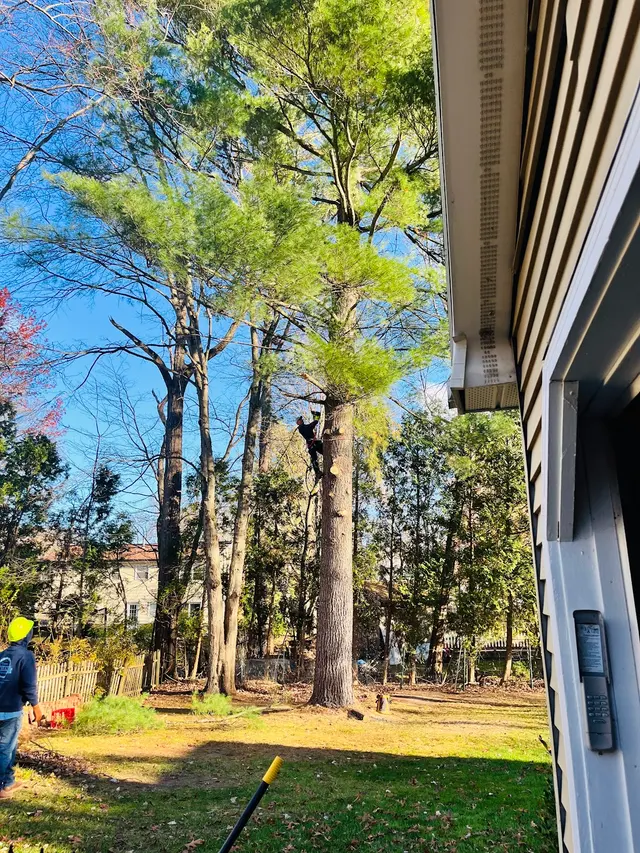 Allen's Tree & Fence — customer photo 9