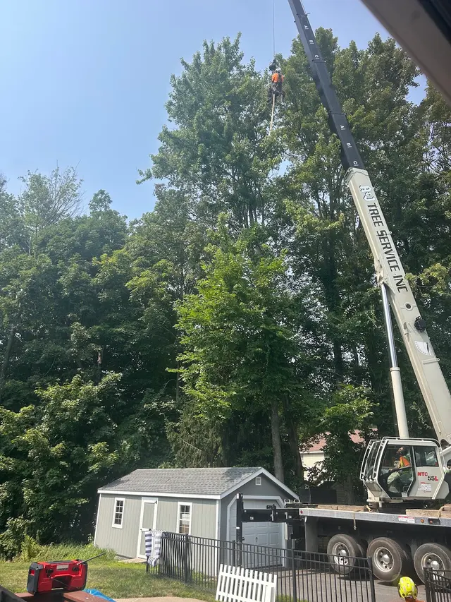 Customer photo of work by A&J Tree Service Inc., from Jason McAllister's review