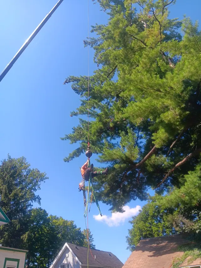 A&J Tree Service Inc. — customer photo 10