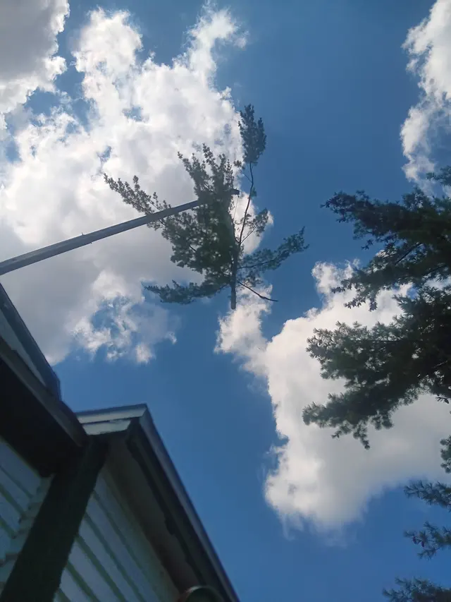 A&J Tree Service Inc. — customer photo 11