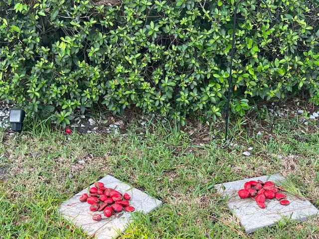 Legacy Lawn Service — customer photo 6