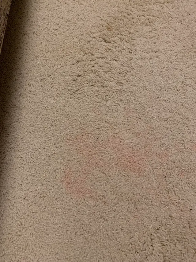 Complete Carpet Care — customer photo 4