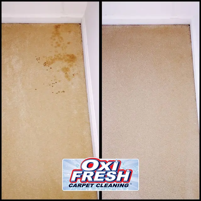 Oxi Fresh Carpet Cleaning — photo from the business 9
