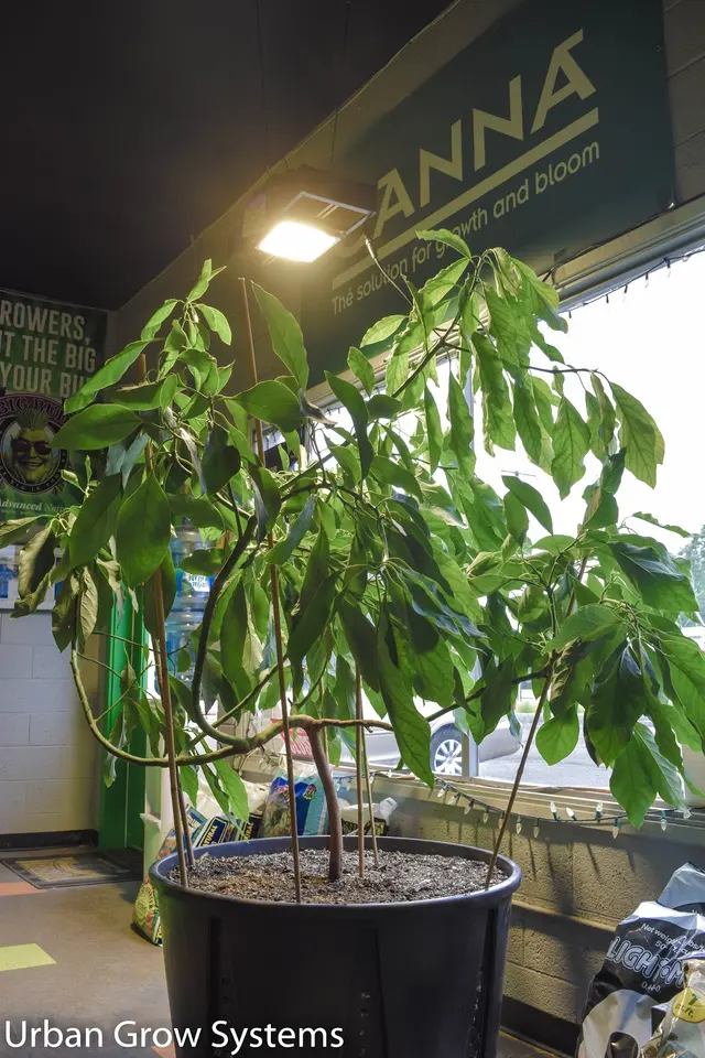 Walla Walla Green Growers Garden Center — photo from the business 7