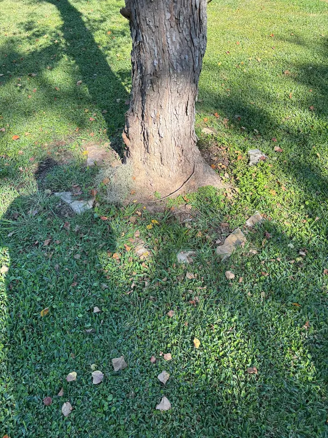 Lawn Care Geeks LLC — customer photo 8