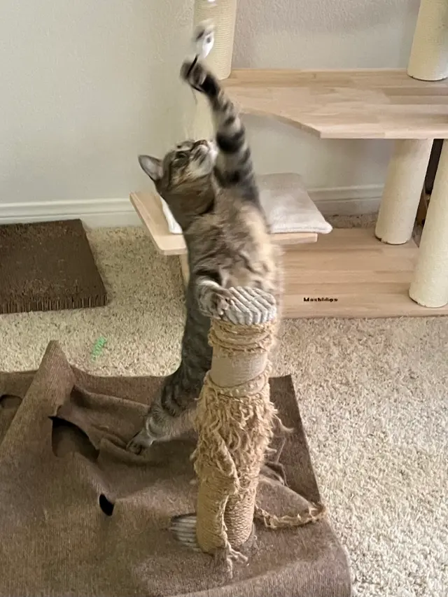 Westside Pet Sitters — customer photo 3