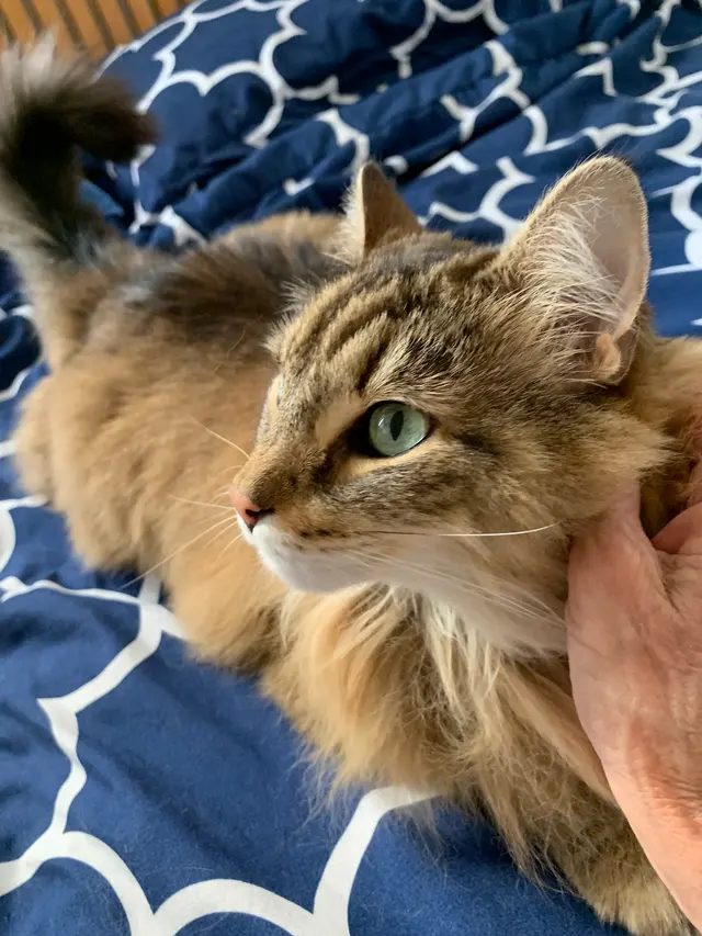 Westside Pet Sitters — customer photo 11
