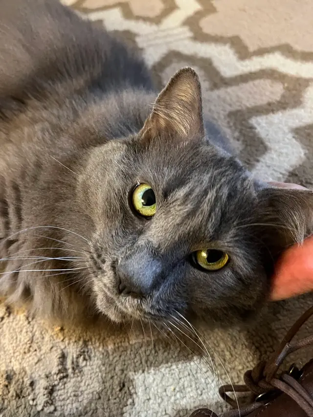 Westside Pet Sitters — customer photo 1