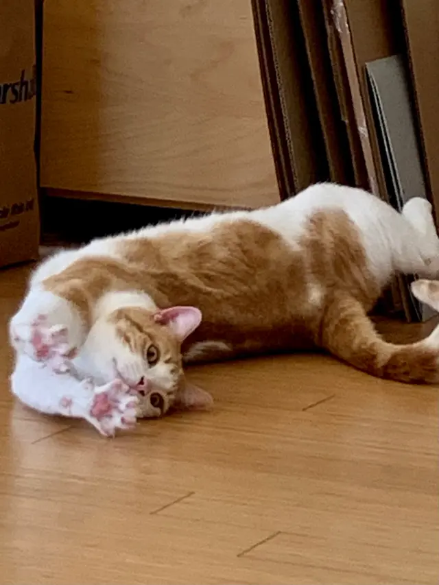 Westside Pet Sitters — photo from the business 10