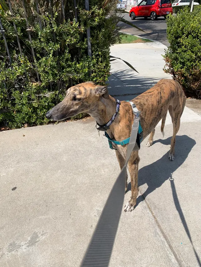 Westside Pet Sitters — customer photo 7