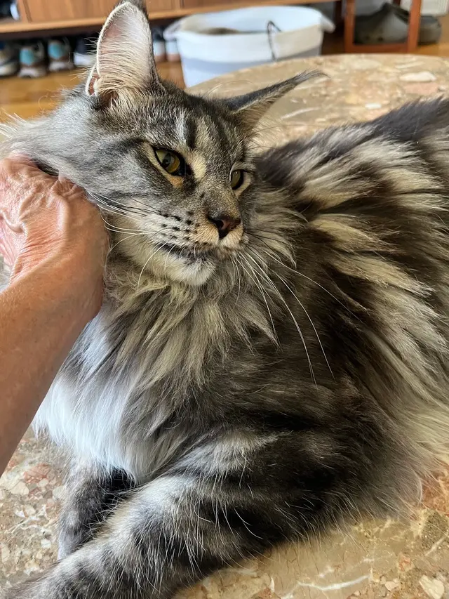 Westside Pet Sitters — customer photo 2