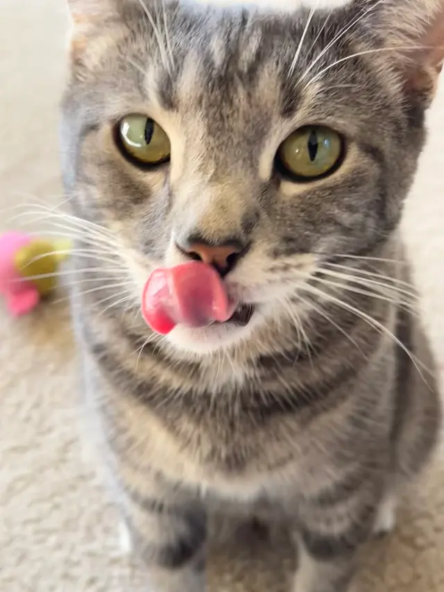 Customer photo of work by Westside Pet Sitters, from Lital Abrahams's review