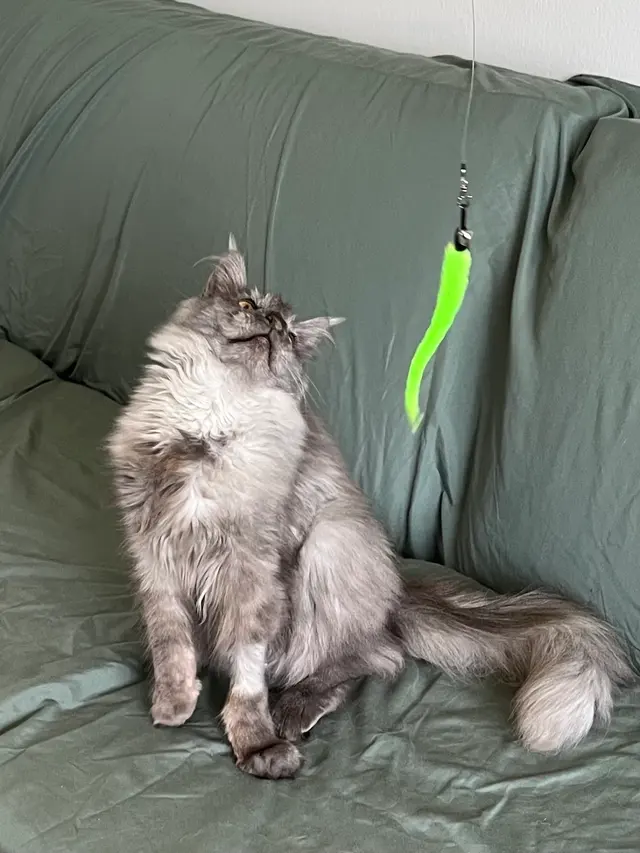 Westside Pet Sitters — customer photo 6