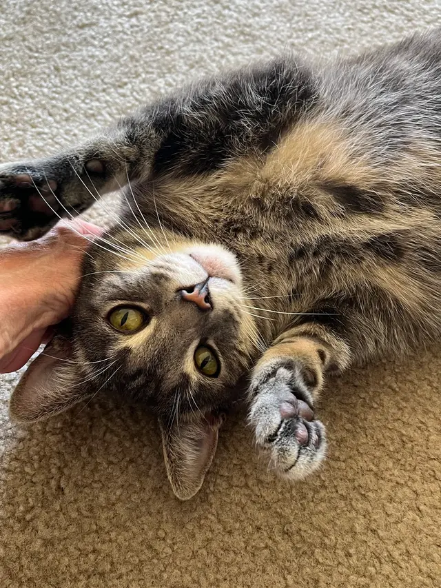 Westside Pet Sitters — customer photo 4