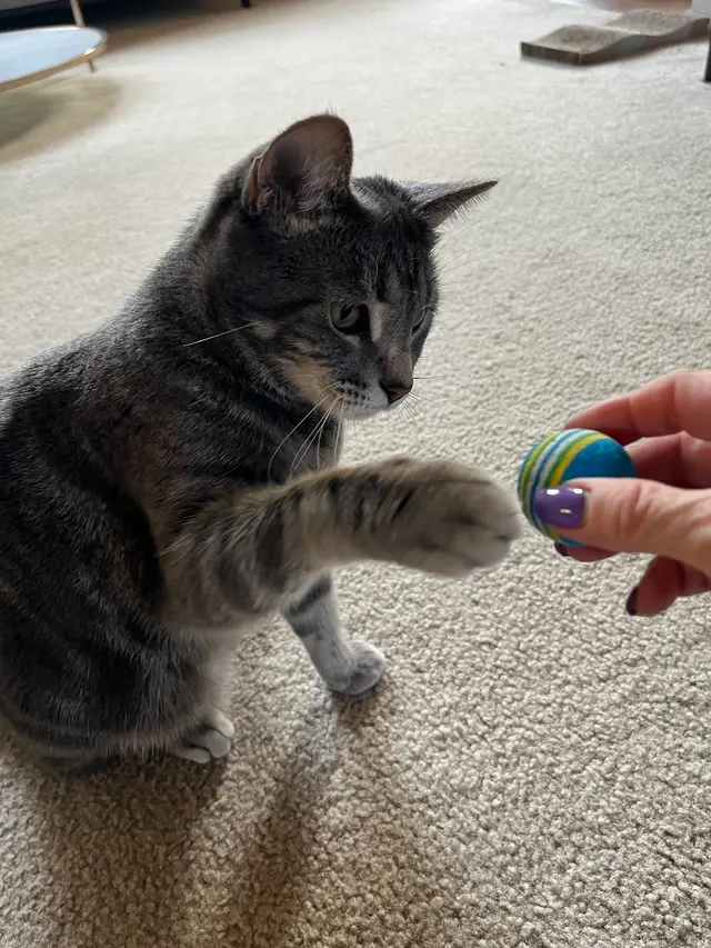 Customer photo of work by Westside Pet Sitters, from Lital Abrahams's review
