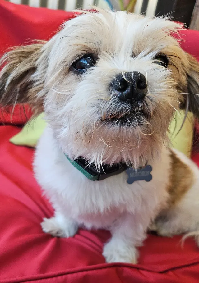 Westside Pet Sitters — customer photo 8