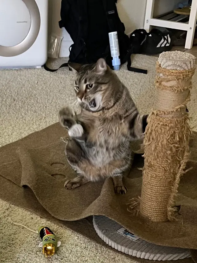 Westside Pet Sitters — customer photo 9