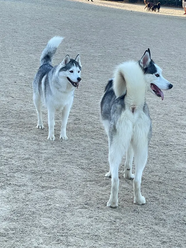 Heavenly Pet Resort — customer photo 7