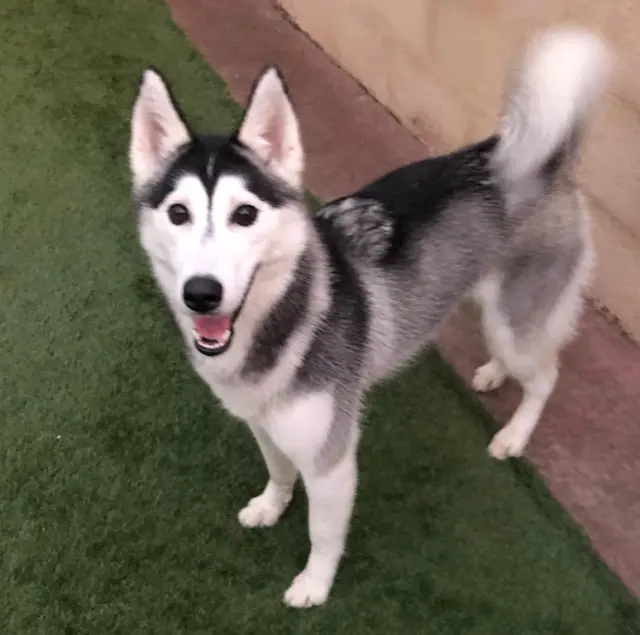 Heavenly Pet Resort — photo from the business 5