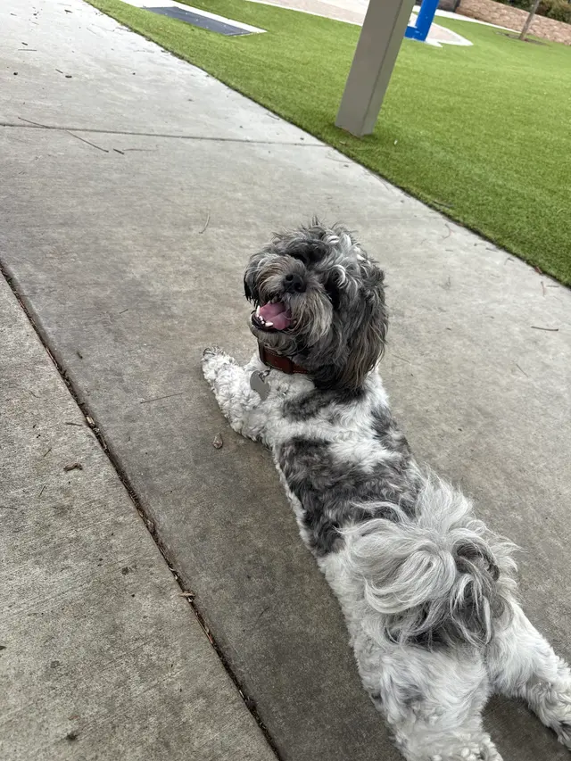 Heavenly Pet Resort — customer photo 9