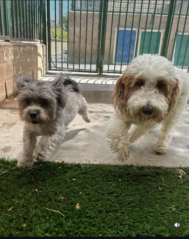 Heavenly Pet Resort — customer photo 1