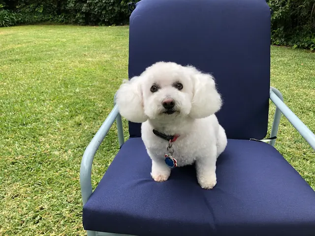 Heavenly Pet Resort — customer photo 3