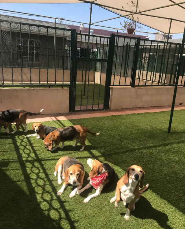 Heavenly Pet Resort — customer photo 2