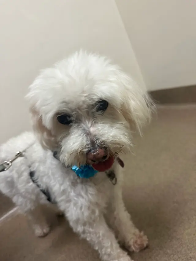 Heavenly Pet Resort — customer photo 8