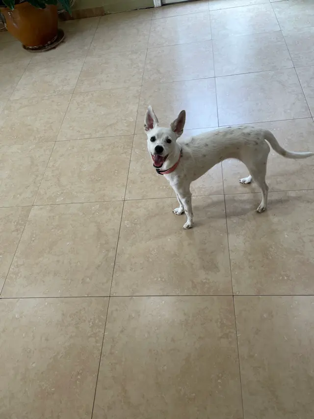 Heavenly Pet Resort — customer photo 11