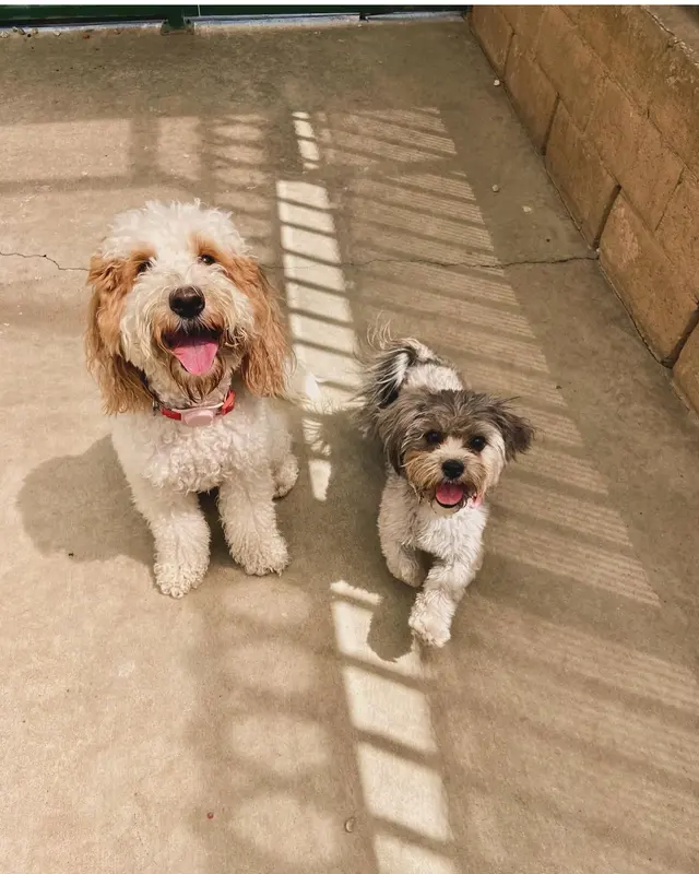 Heavenly Pet Resort — customer photo 12