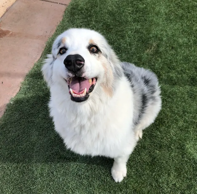 Heavenly Pet Resort — photo from the business 4