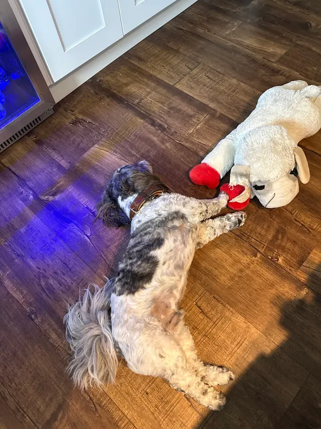 Heavenly Pet Resort — customer photo 10