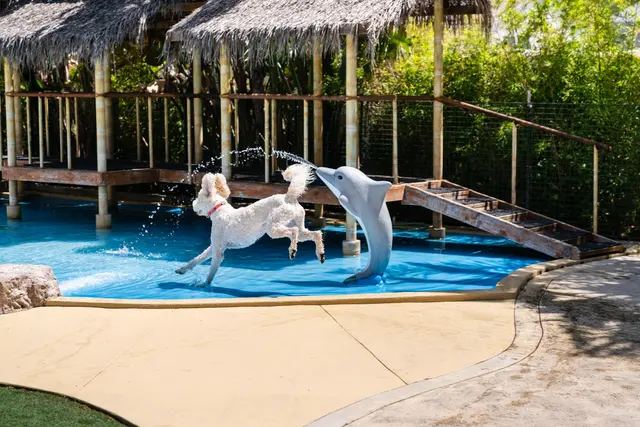 Paradise Ranch Pet Resort — photo from the business 1