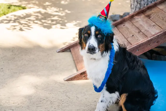 Paradise Ranch Pet Resort — photo from the business 10