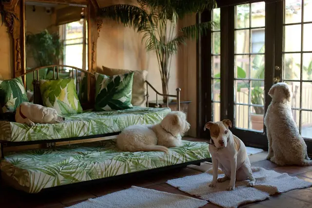 Paradise Ranch Pet Resort — photo from the business 4