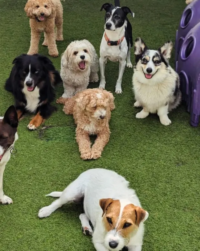 The Wags Club — photo from the business 6