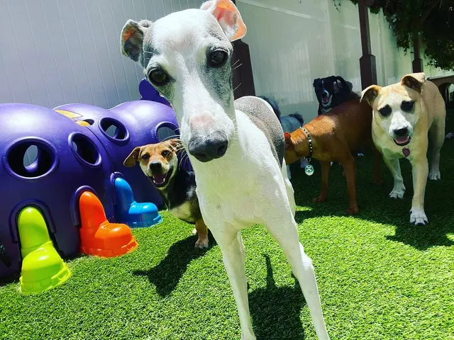 The Wags Club — photo from the business 11
