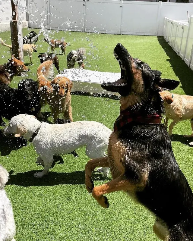 The Wags Club — photo from the business 7