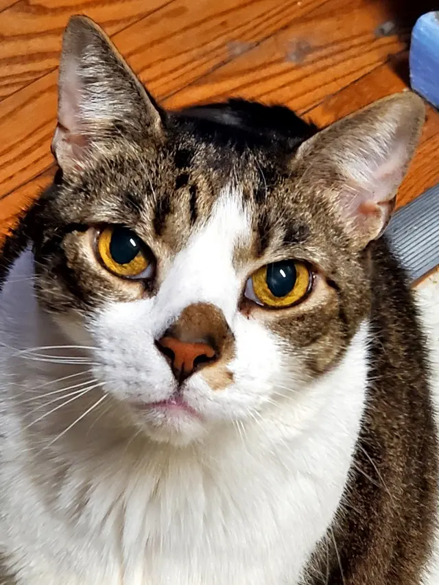 LA Pet Sitting — photo from the business 8